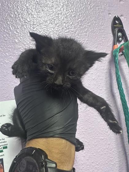 Shelter Stray Male Cat last seen El Paso, TX 79924, Fort Bliss, TX 79906