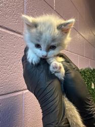 Shelter Stray Female Cat last seen El Paso, TX 79915, Fort Bliss, TX 79906