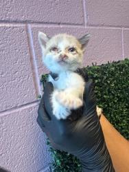 Shelter Stray Female Cat last seen El Paso, TX 79915, Fort Bliss, TX 79906
