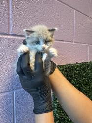 Shelter Stray Male Cat last seen El Paso, TX 79915, Fort Bliss, TX 79906