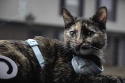 Reunited Female Cat last seen Near Issaqueena trl Central, SC 29630, Central, SC 29630