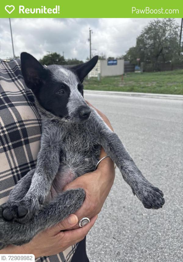 Reunited Female Dog last seen Rockwell & Gillete, San Antonio, TX 78224