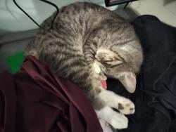 Lost Male Cat last seen Southside blvd , Jacksonville, FL 32216