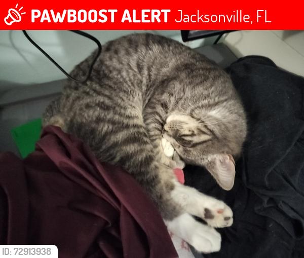 Lost Male Cat last seen Southside blvd , Jacksonville, FL 32216