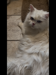 Reunited Unknown Cat last seen Corry road and Brandon street, Philadelphia, PA 19154