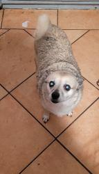 Reunited Female Dog last seen Elkhorn ave, North Highlands, CA 95660