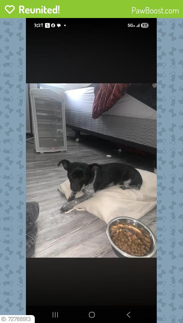 Reunited Male Dog last seen Se 54th street , Oklahoma City, OK 73135