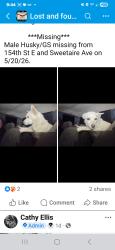 Lost Male Dog last seen Ave O and 155th st, Lake Los Angeles, CA 93535