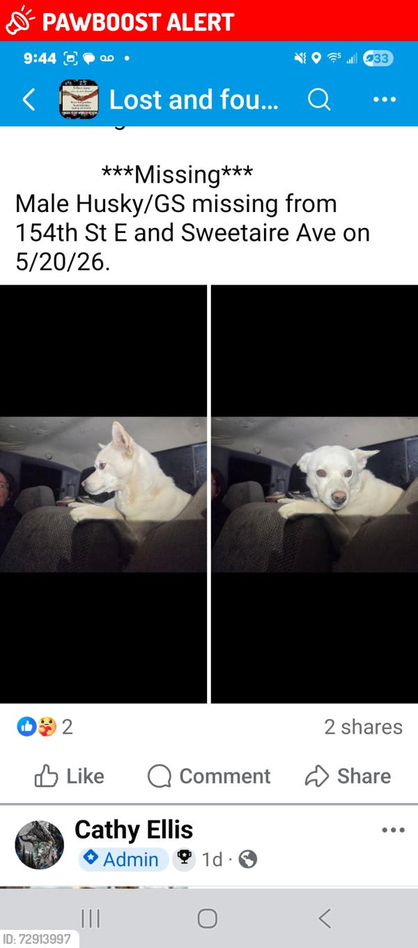 Lost Male Dog last seen Ave O and 155th st, Lake Los Angeles, CA 93535