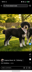 Lost Female Dog last seen Near IN-13 Middlebury Indiana, Middlebury, IN 46540