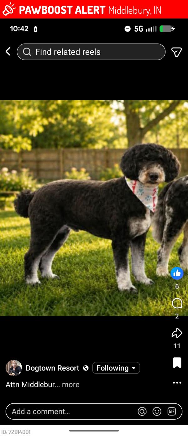 Lost Female Dog last seen Near IN-13 Middlebury Indiana, Middlebury, IN 46540