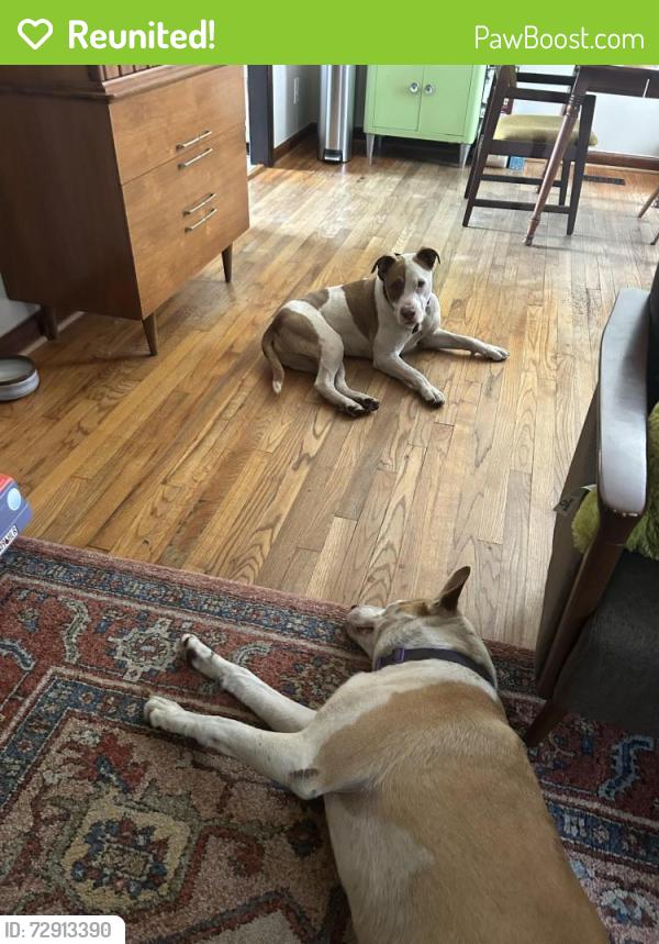 Reunited Unknown Dog last seen Houston Rd/ Hartley Bridge Rd, Macon, GA 31216