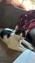 Lost Male Cat last seen Bradfield and Compton BLVD, Compton, CA 90221