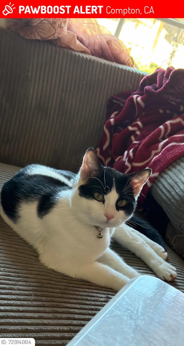 Lost Male Cat last seen Bradfield and Compton BLVD, Compton, CA 90221
