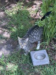 Found/Stray Unknown Cat last seen Antler, St. Cloud, FL 34772
