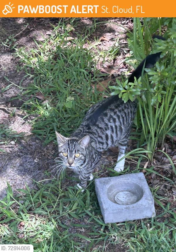 Found/Stray Unknown Cat last seen Antler, St. Cloud, FL 34772