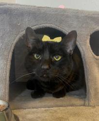 Shelter Stray Female Cat last seen PETS IN CRISIS, PORTLAND, OR, 97213, Troutdale, OR 97060