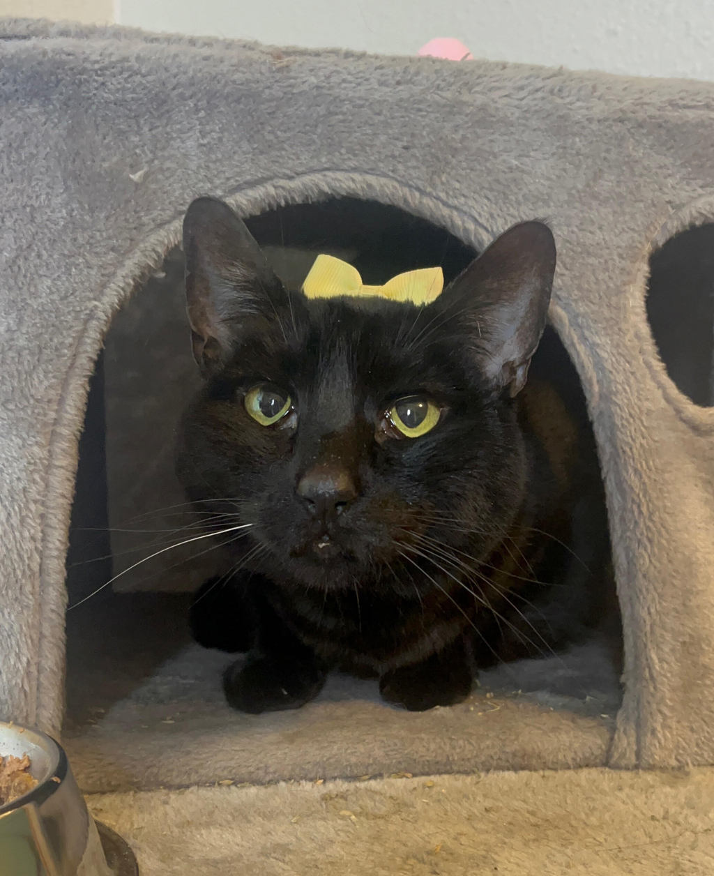 Shelter Stray Female Cat last seen PETS IN CRISIS, PORTLAND, OR, 97213, Troutdale, OR 97060