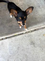 Reunited Female Dog last seen Val Vista and broadway, Mesa, AZ 85206