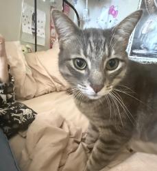 Reunited Male Cat last seen Ivy Drive & Carrol Street in Ivy Hill, Oakland, CA 94606
