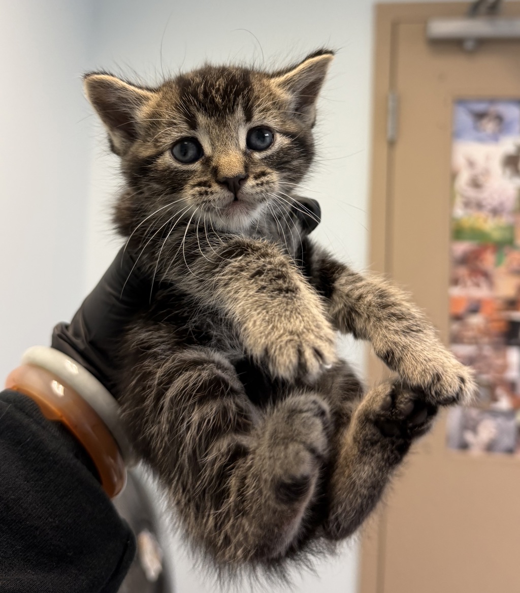 Shelter Stray Female Cat last seen Near Peach Avenue, El Cajon, CA, 92021, San Diego, CA 92110