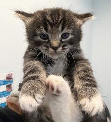 Shelter Stray Female Cat last seen Near Peach Avenue, El Cajon, CA, 92021, San Diego, CA 92110