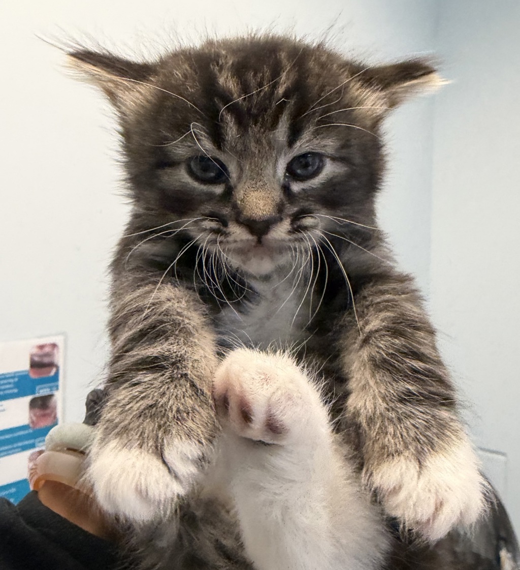 Shelter Stray Female Cat last seen Near Peach Avenue, El Cajon, CA, 92021, San Diego, CA 92110