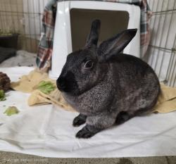 Shelter Stray Female Rabbit last seen Near College Boulevard, Oceanside, CA, 92057, Oceanside, CA 92058