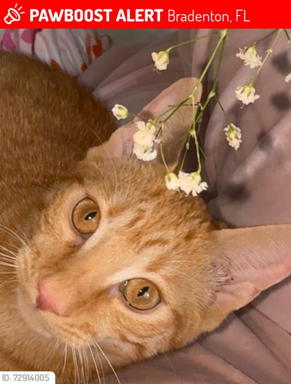 Lost Female Cat last seen Lockwood Ridge Rd and 56th St in Bradenton., Bradenton, FL 34203