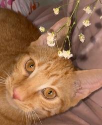 Lost Female Cat last seen Lockwood Ridge Rd and 56th St in Bradenton., Bradenton, FL 34203