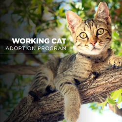 Shelter Stray Female Cat last seen Cowley, San Diego, CA, 92116, San Diego, CA 92110