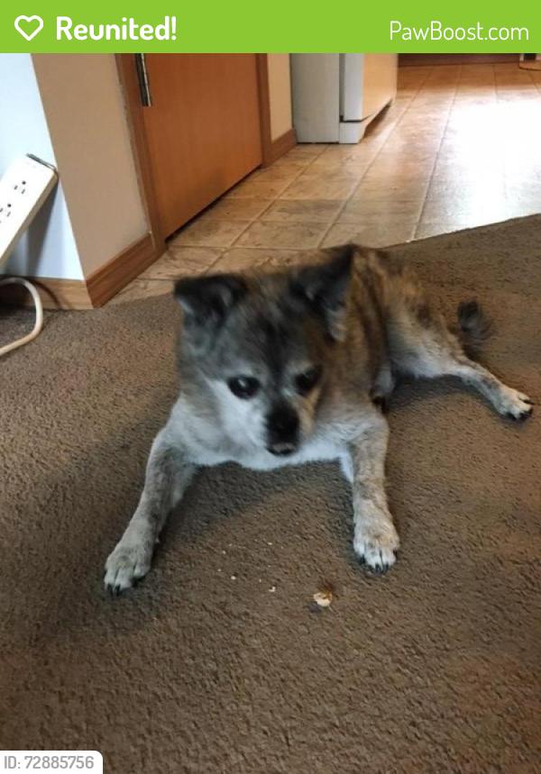 Reunited Male Dog last seen found on corner of 196th St and SE 304th ST, Kent, WA 98042