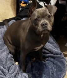 Reunited Female Dog last seen Near Caina Ct, Sacramento, CA 95828, USA, Sacramento, CA 95828