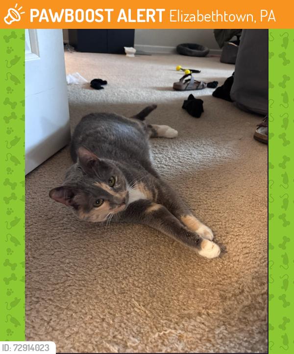 Found/Stray Female Cat last seen Lobby, Elizabethtown, PA 17022