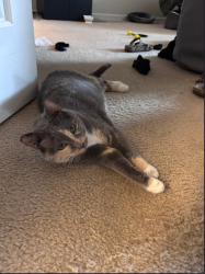Found/Stray Female Cat last seen Lobby, Elizabethtown, PA 17022