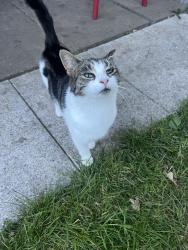 Found/Stray Female Cat last seen Church lane/Levander , Greater London, England NW9 8JX
