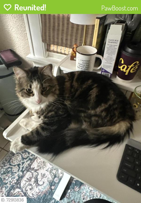 Reunited Male Cat last seen Michigan Street and Emerson Street, Indianapolis, IN 46219