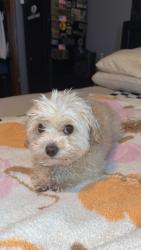 Reunited Male Dog last seen Near Summer Winds Dr SE, Rio Rancho, NM 87124, USA, Rio Rancho, NM 87124