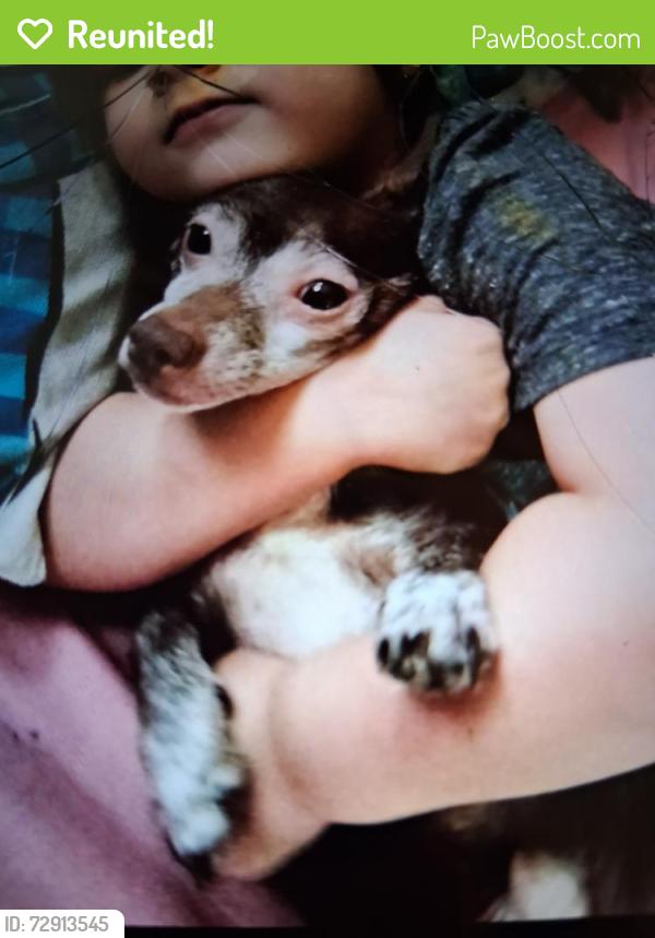 Reunited Male Dog last seen 37st . Lorain, Lorain, OH 44055