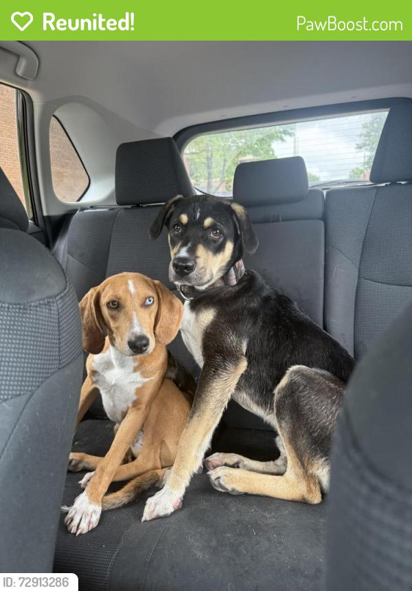 Reunited Male Dog last seen Near the Hub gym on Main Street BA, Broken Arrow, OK 74012