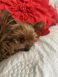 Reunited Unknown Dog last seen Firestone and Mary ave., Los Angeles, CA 90001