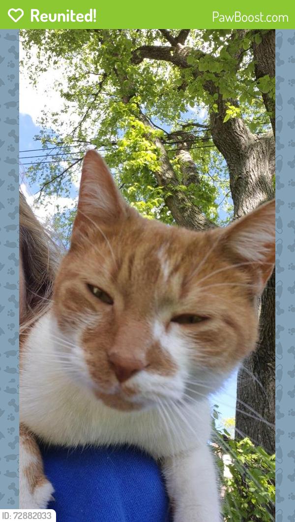 Reunited Female Cat last seen Wildemere and Clarita, Detroit, 48221, Detroit, MI 48221