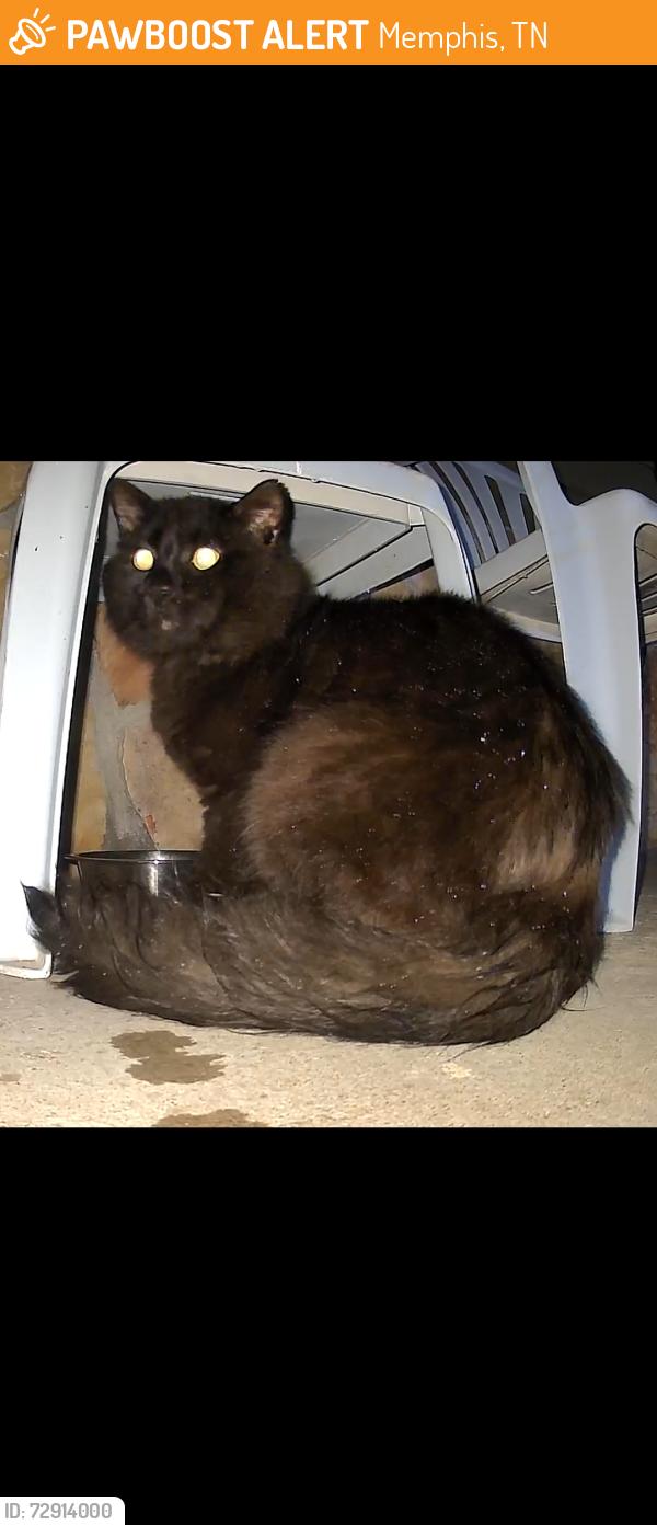 Found/Stray Male Cat last seen Forest Hill Funeral Home and Memorial Park East , Memphis, TN 38133