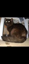 Found/Stray Male Cat last seen Forest Hill Funeral Home and Memorial Park East , Memphis, TN 38133