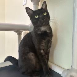 Shelter Stray Female Cat last seen , Port Richey, FL 34653