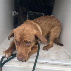 Shelter Stray Male Dog last seen , Red Bank, TN 37415