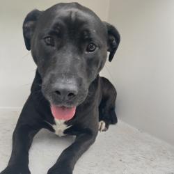 Shelter Stray Female Dog last seen , Red Bank, TN 37415