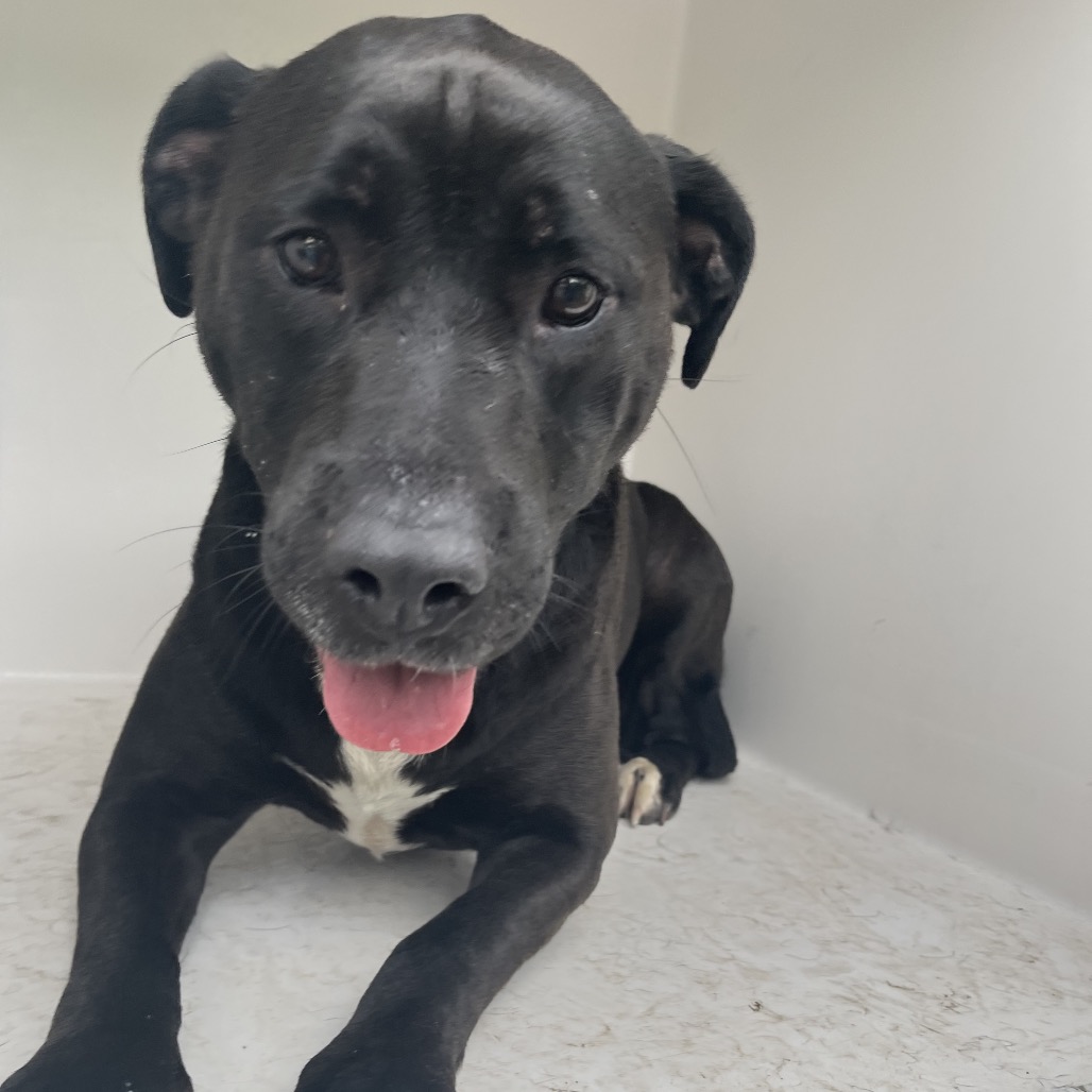Shelter Stray Female Dog last seen , Red Bank, TN 37415