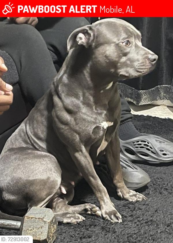 Lost Female Dog last seen Near Kendale drive 36606, Mobile, AL 36606