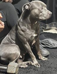 Lost Female Dog last seen Near Kendale drive 36606, Mobile, AL 36606